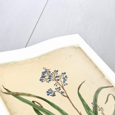 Page 57. Dianella caerulea, c.1803-06 by John William Lewin