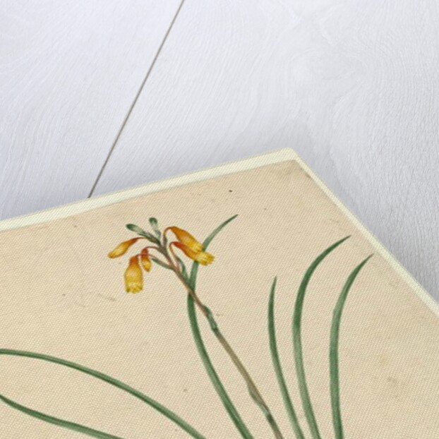 Page 59. Blandfordia nobilis, c.1803-06 by John William Lewin