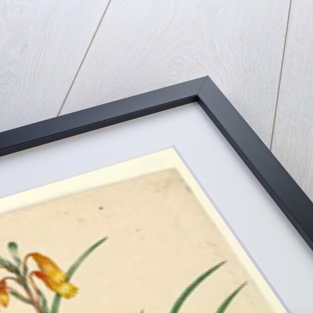 Page 59. Blandfordia nobilis, c.1803-06 by John William Lewin