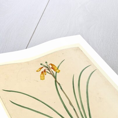 Page 59. Blandfordia nobilis, c.1803-06 by John William Lewin