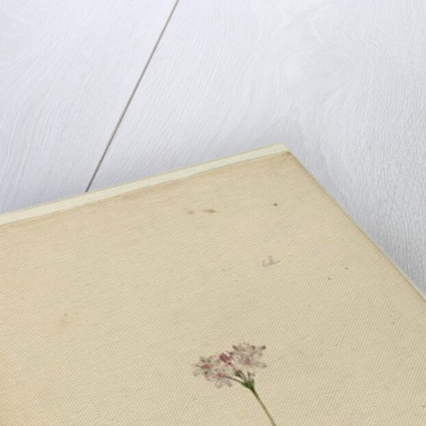 Page 63. Burchardia umbellata, c.1803-06 by John William Lewin