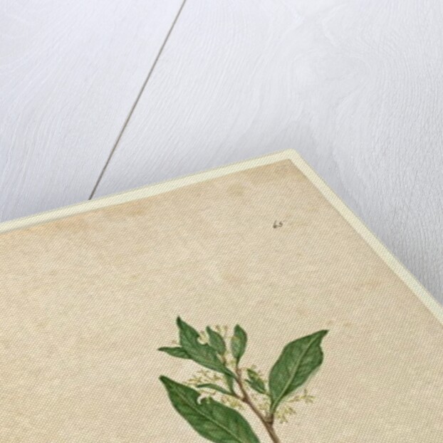 Page 65. Dodonaea triquetra, c.1803-06 by John William Lewin