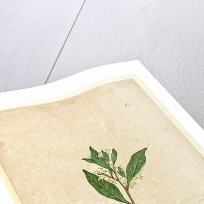 Page 65. Dodonaea triquetra, c.1803-06 by John William Lewin