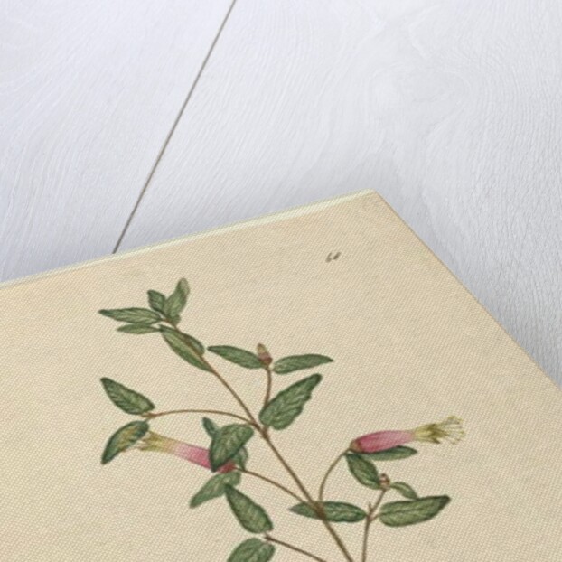 Page 68. Correa speciosa, c.1803-06 by John William Lewin