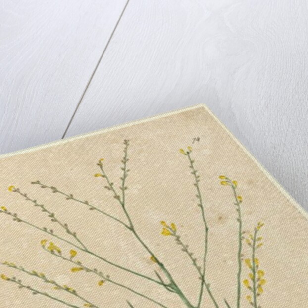 Page 74. Viminaria denudata, c.1803-06 by John William Lewin