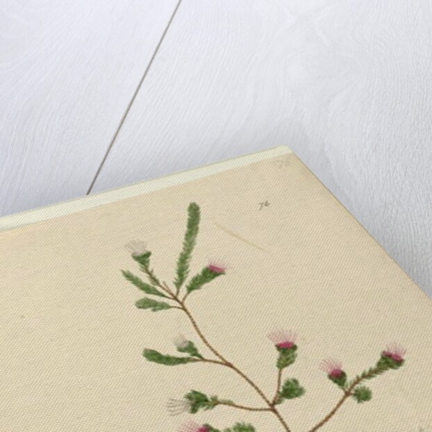 Page 76. Darwinia fascicularis, c.1803-06 by John William Lewin