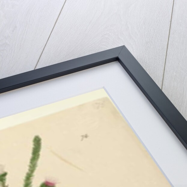 Page 76. Darwinia fascicularis, c.1803-06 by John William Lewin