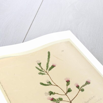 Page 76. Darwinia fascicularis, c.1803-06 by John William Lewin