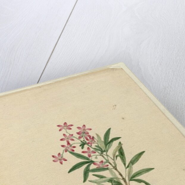 Page 77. Ceratopetalum gummiferum, c.1803-06 by John William Lewin