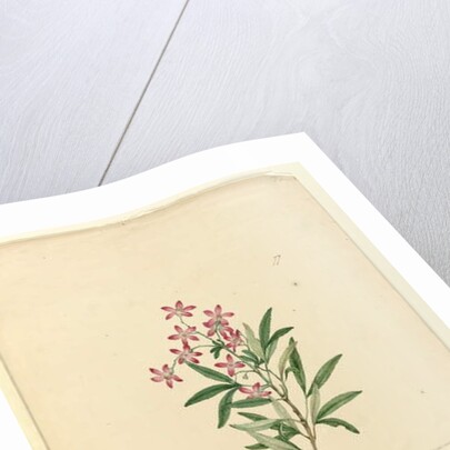 Page 77. Ceratopetalum gummiferum, c.1803-06 by John William Lewin