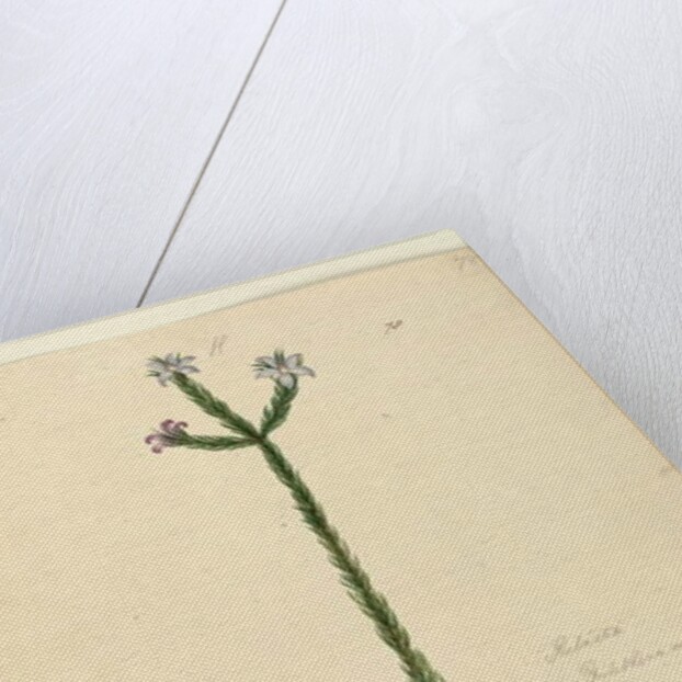 Page 78. Philotheca australis, c.1803-06 by John William Lewin