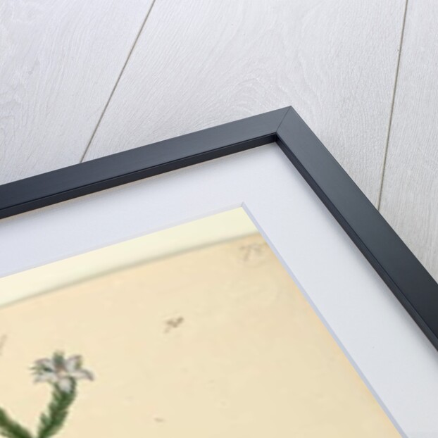 Page 78. Philotheca australis, c.1803-06 by John William Lewin