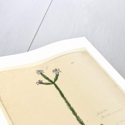 Page 78. Philotheca australis, c.1803-06 by John William Lewin