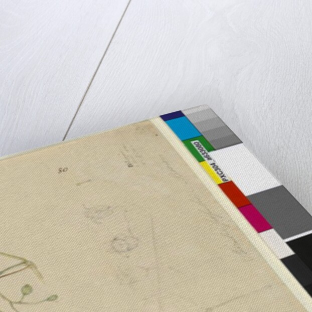 Page 80. Sterculia diversifolia, c.1803-06 by John William Lewin