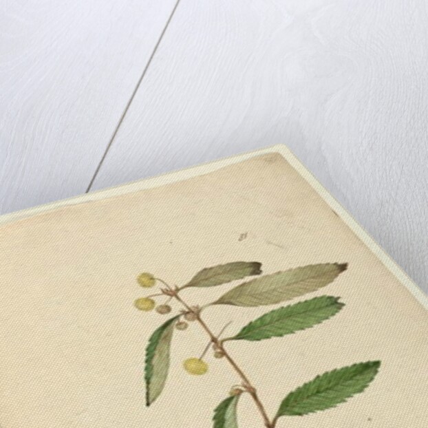 Page 81. Callicoma serratifolia, c.1803-06 by John William Lewin