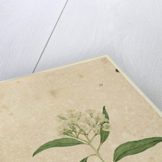 Page 84. Eucalyptus paniculata, c.1803-06 by John William Lewin