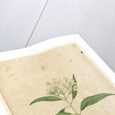 Page 84. Eucalyptus paniculata, c.1803-06 by John William Lewin