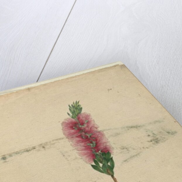 Page 90. Callistemon lanceolatus/Callistemon citrinus, c.1803-06 by John William Lewin