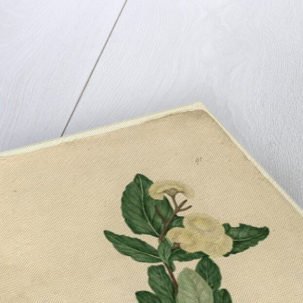 Page 91. Angophora cordifolia, c.1803-06 by John William Lewin