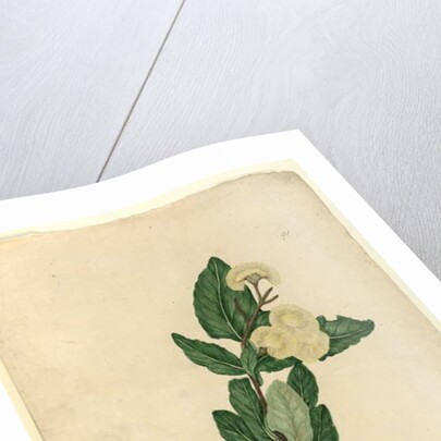 Page 91. Angophora cordifolia, c.1803-06 by John William Lewin