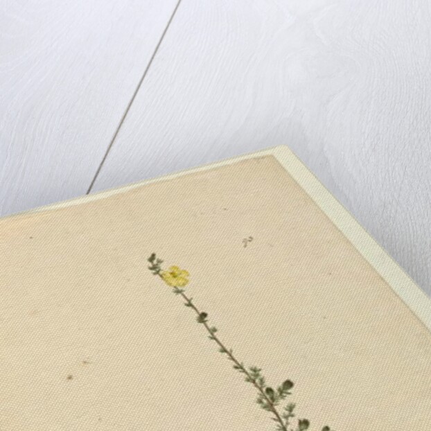 Page 93. Hibbertia stricta, c.1803-06 by John William Lewin
