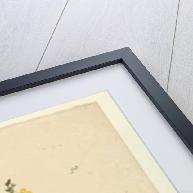 Page 93. Hibbertia stricta, c.1803-06 by John William Lewin