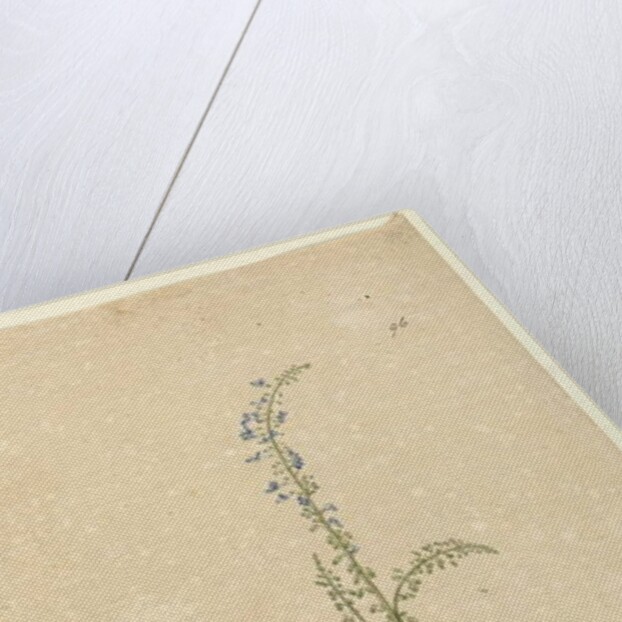 Page 96. Plectranthus australis, c.1803-06 by John William Lewin