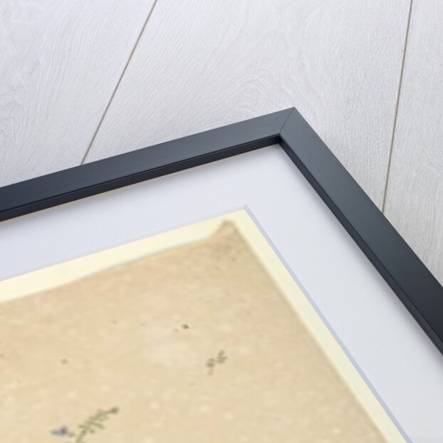 Page 96. Plectranthus australis, c.1803-06 by John William Lewin