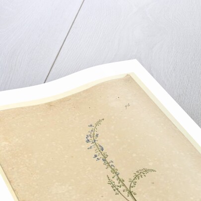 Page 96. Plectranthus australis, c.1803-06 by John William Lewin