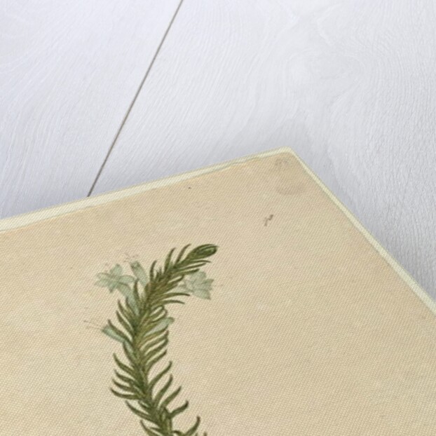 Page 98. Chloanthes stoechadis, c.1803-06 by John William Lewin