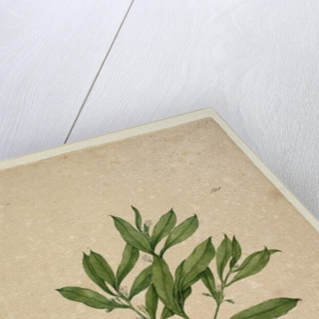 Page 101. Myoporum acuminatum, c.1803-06 by John William Lewin