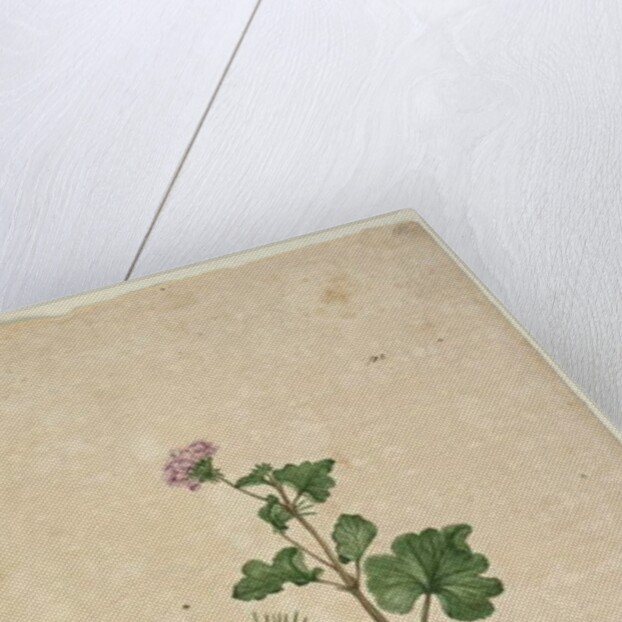 Page 102. Pelargonium australe, c.1803-06 by John William Lewin