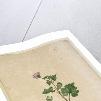 Page 102. Pelargonium australe, c.1803-06 by John William Lewin