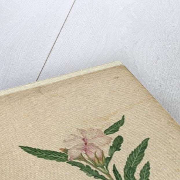 Page 104. Hibiscus heterophyllus, c.1803-06 by John William Lewin