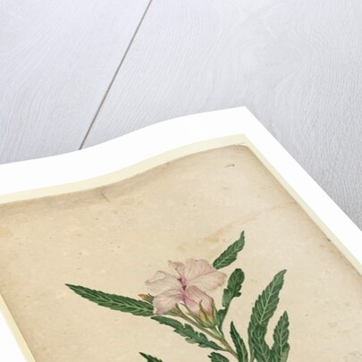 Page 104. Hibiscus heterophyllus, c.1803-06 by John William Lewin