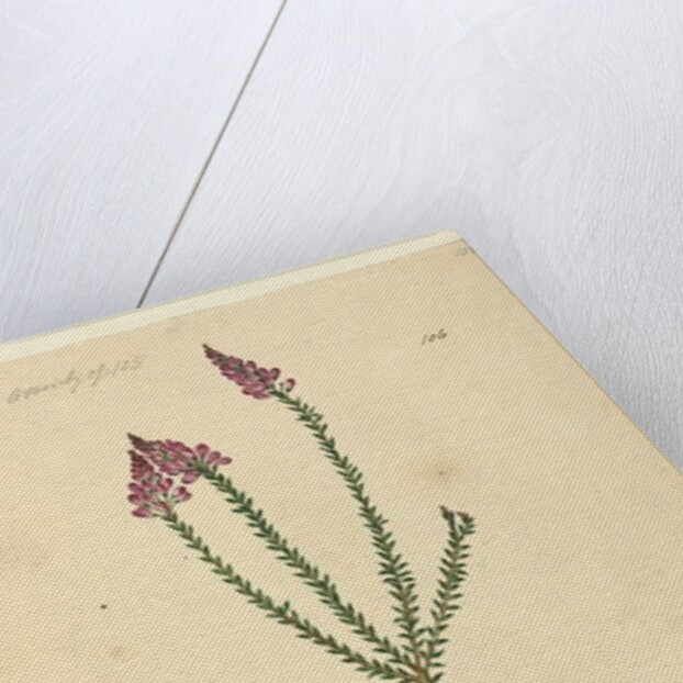 Page 106. Comesperma ericinum, c.1803-06 by John William Lewin