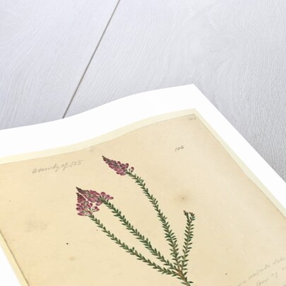 Page 106. Comesperma ericinum, c.1803-06 by John William Lewin