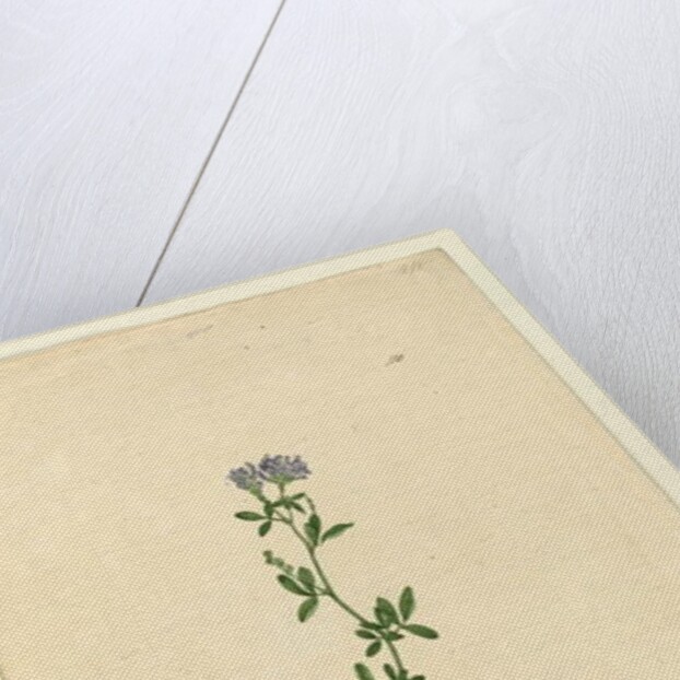 Page 110. Medicago sativa, c.1803-06 by John William Lewin
