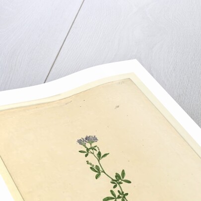 Page 110. Medicago sativa, c.1803-06 by John William Lewin