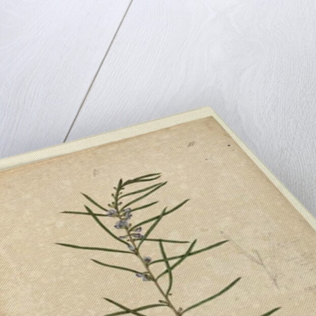 Page 111. Hovea longifolia, c.1803-06 by John William Lewin