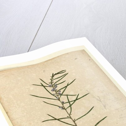 Page 111. Hovea longifolia, c.1803-06 by John William Lewin