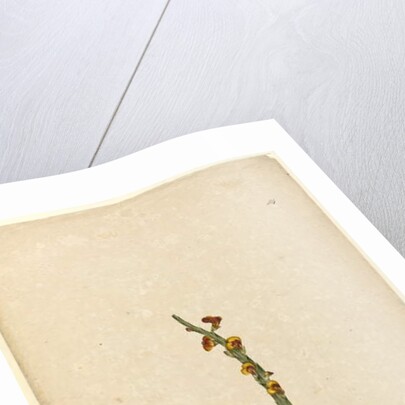 Page 114. Bossiaea scolopendria, c.1803-06 by John William Lewin