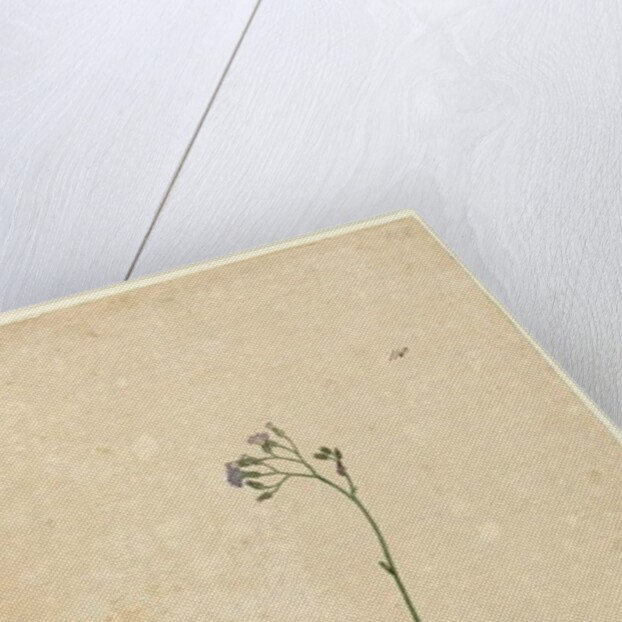 Page 118. Vernonia cinerea, c.1803-06 by John William Lewin