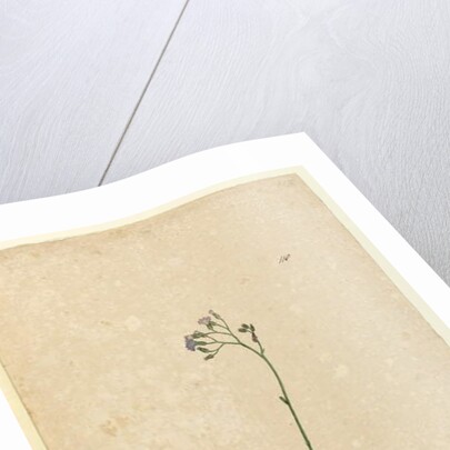 Page 118. Vernonia cinerea, c.1803-06 by John William Lewin