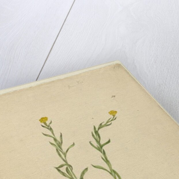 Page 119. Helichrysum apiculatum/Chrysocephalum apiculatum, c.1803-06 by John William Lewin