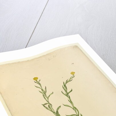 Page 119. Helichrysum apiculatum/Chrysocephalum apiculatum, c.1803-06 by John William Lewin