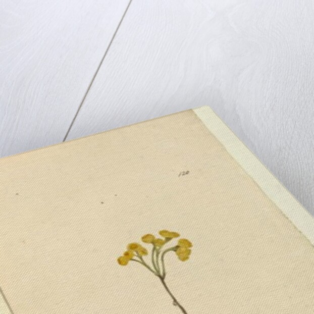 Page 120. Elichrysum, c.1803-06 by John William Lewin