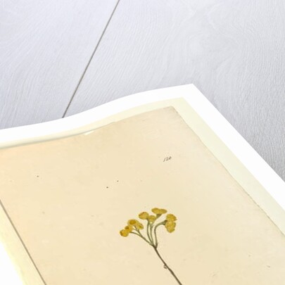 Page 120. Elichrysum, c.1803-06 by John William Lewin