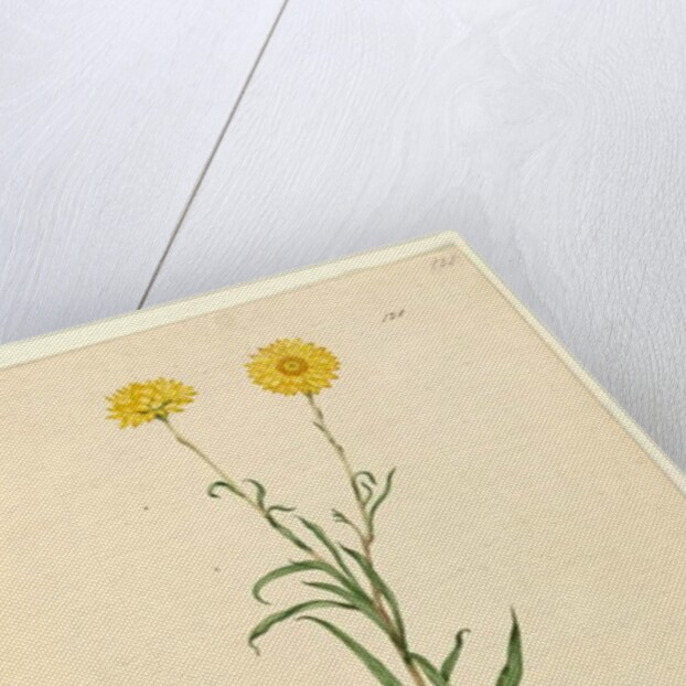 Page 121. Elichrysum bracteatum, c.1803-06 by John William Lewin