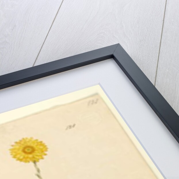 Page 121. Elichrysum bracteatum, c.1803-06 by John William Lewin